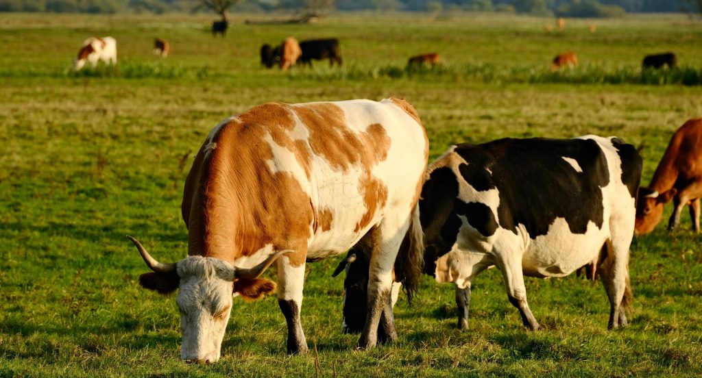 Cows grazing in a lush green field on a sunny day, showcasing rural farm life.